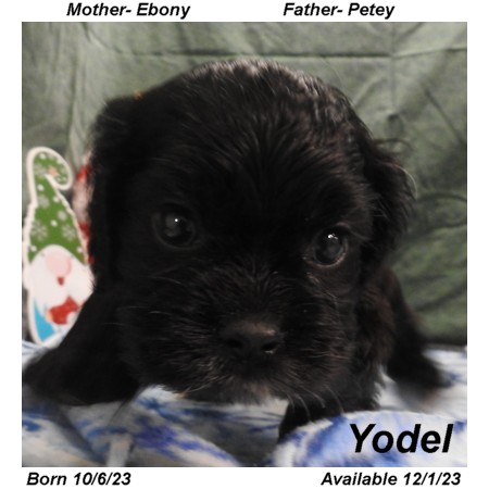 puppy, for, sale, Cocker Spaniel, Joe & Cherri  Overlease, dog, breeder, Miller, MO, dog-breeder, puppy-for-sale, forsale, nearby, find, puppyfind, locator, puppylocator, aca